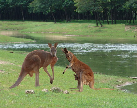 photo of Qinhuangdao Wild Animal Zoo1