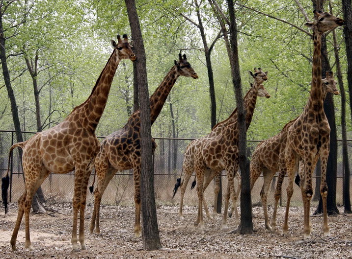 photo of Qinhuangdao Wild Animal Zoo6