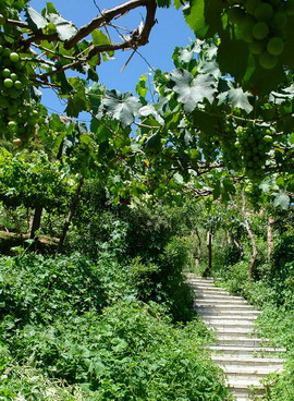 photo of Changli Grape Valley4