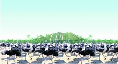 photo of Jinlu Ostrich Amusement Park1