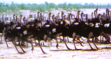 photo of Jinlu Ostrich Amusement Park2