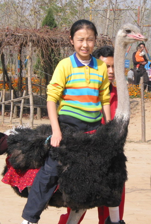 photo of Jinlu Ostrich Amusement Park3