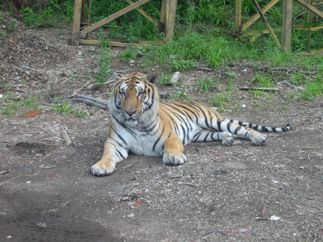 photo of Northeast Tiger Garden5