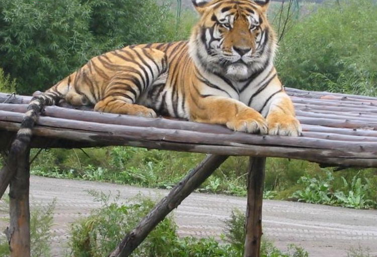 photo of Northeast Tiger Garden7