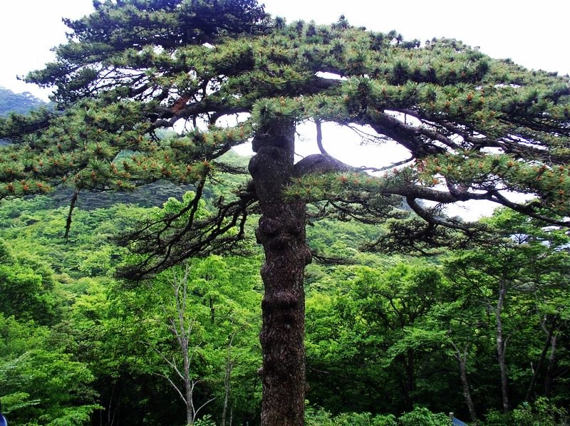 photo of Mountain Huangshan