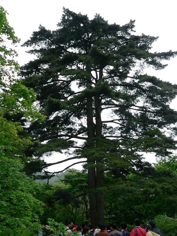 photo of Mountain Huangshan