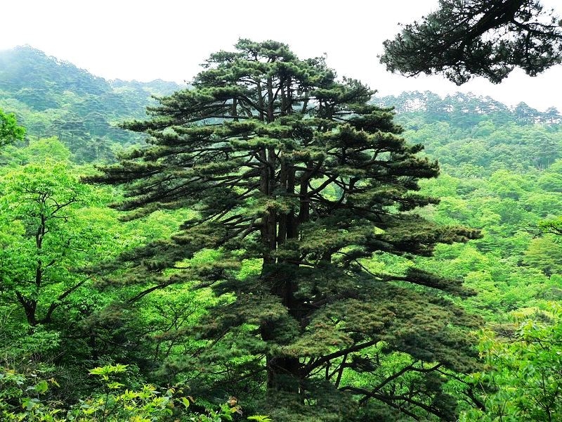 photo of Mountain Huangshan