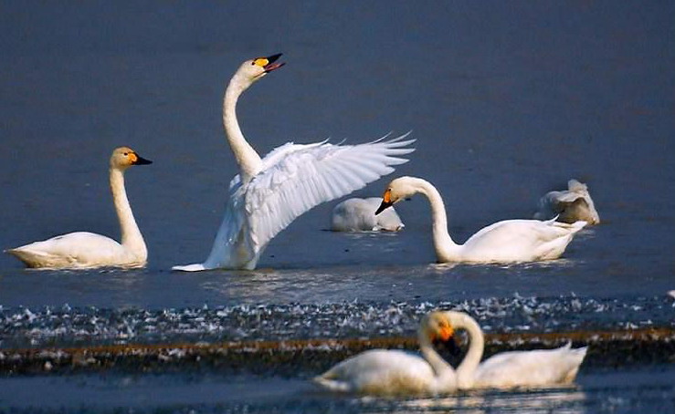 photo of Poyang Lake7