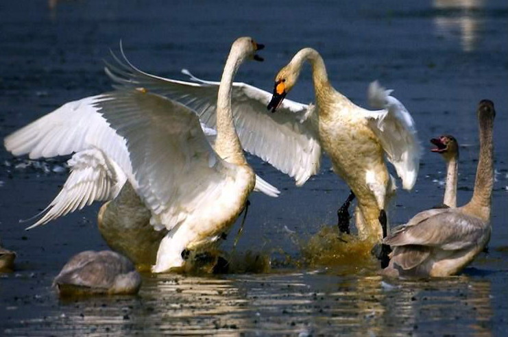 photo of Poyang Lake8