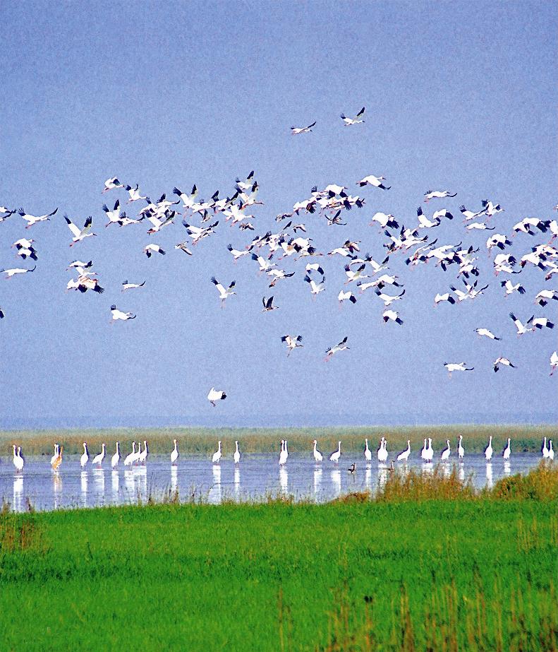 photo of Poyang Lake12