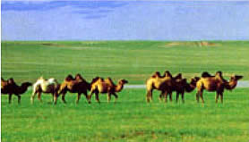 photo of Huitengxile Grassland3