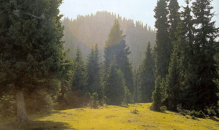 photo of Mountain Nanshan Pasture7