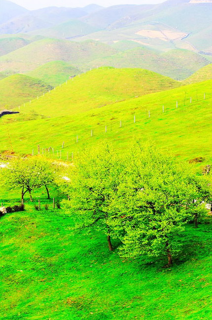 photo of Mountain Nanshan Pasture8