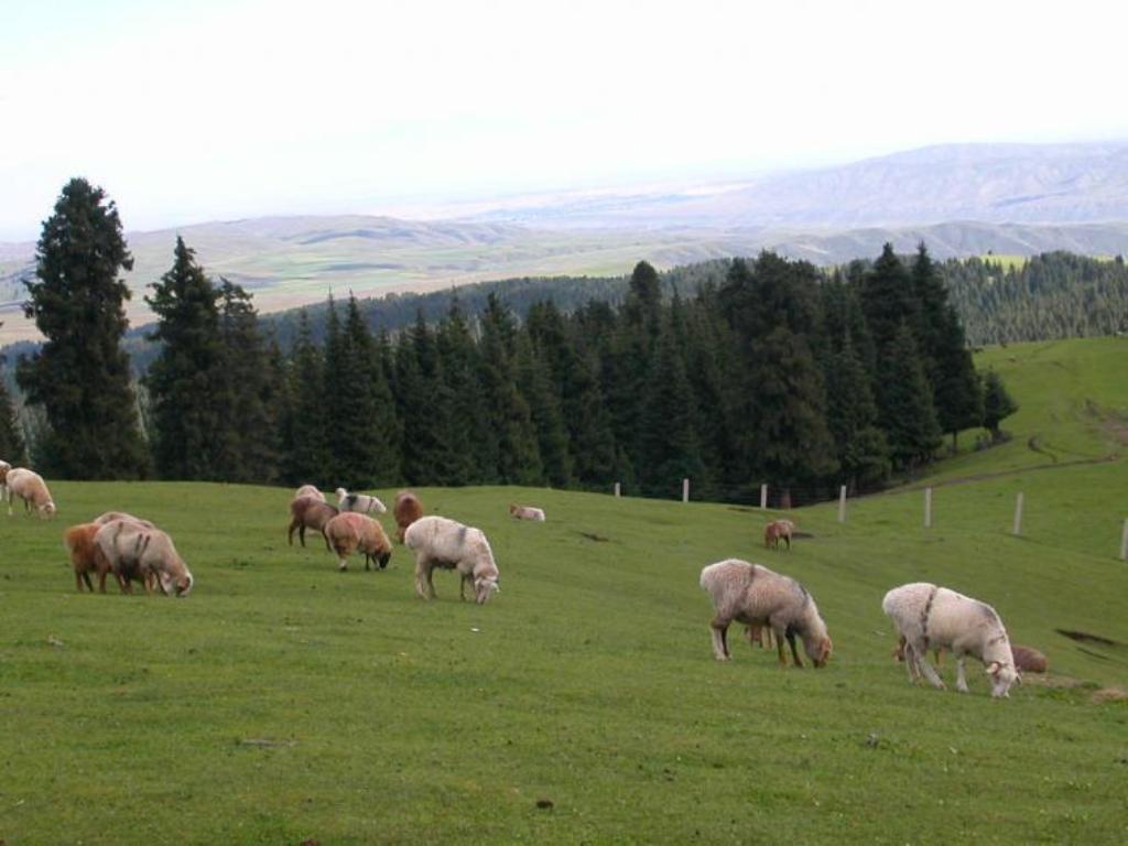 photo of Mountain Nanshan Pasture10