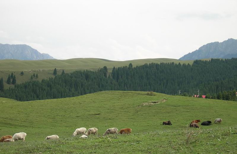 photo of Mountain Nanshan Pasture15