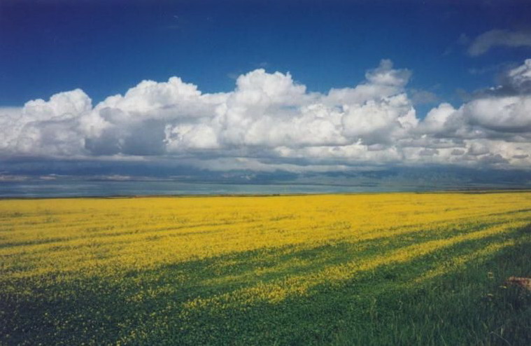 photo of Qinghai Lake14