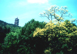 photo of Longzhong Scenic Area14