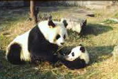 photo of Fuzhou Zoo7