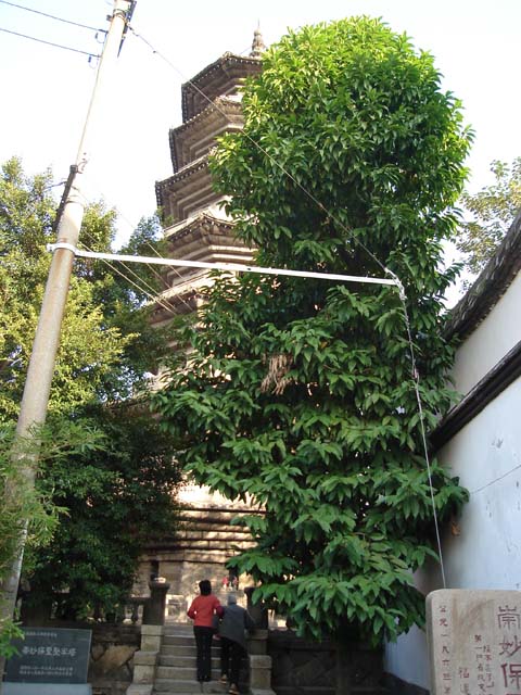 photo of White Pagoda and Black Pagoda1