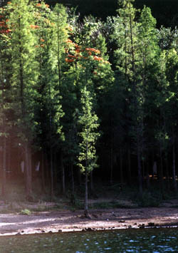 photo of The natural oxyger bar