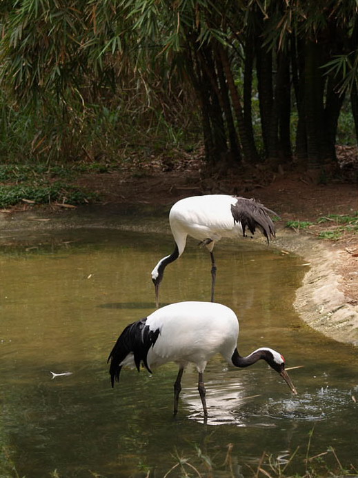 photo of Shenzhen Safari Park11