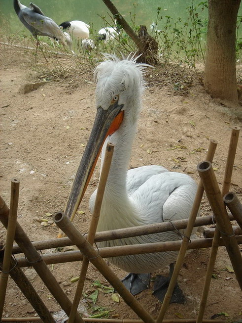 photo of Shenzhen Safari Park14