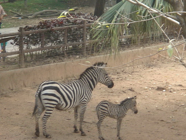 photo of Shenzhen Safari Park16