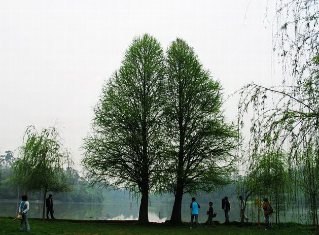 photo of Liangfengjiang National Forest Park4