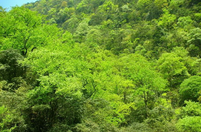 photo of Mountain Fanjing15