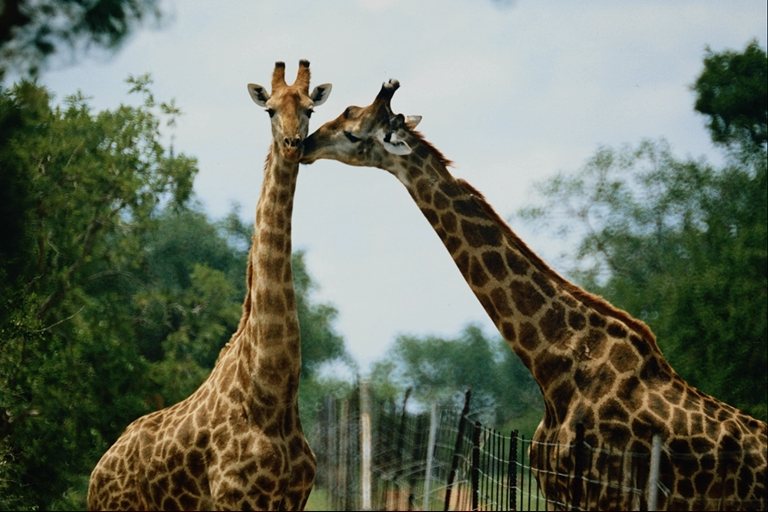 photo of Dongshan Lake Tropical Safari Park2