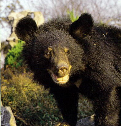 photo of Dongshan Lake Tropical Safari Park4