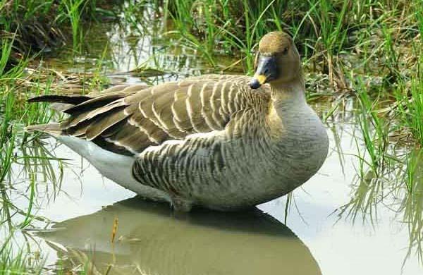 photo of Dongshan Lake Tropical Safari Park6