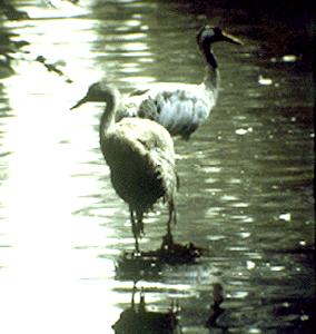 photo of Dongshan Lake Tropical Safari Park8