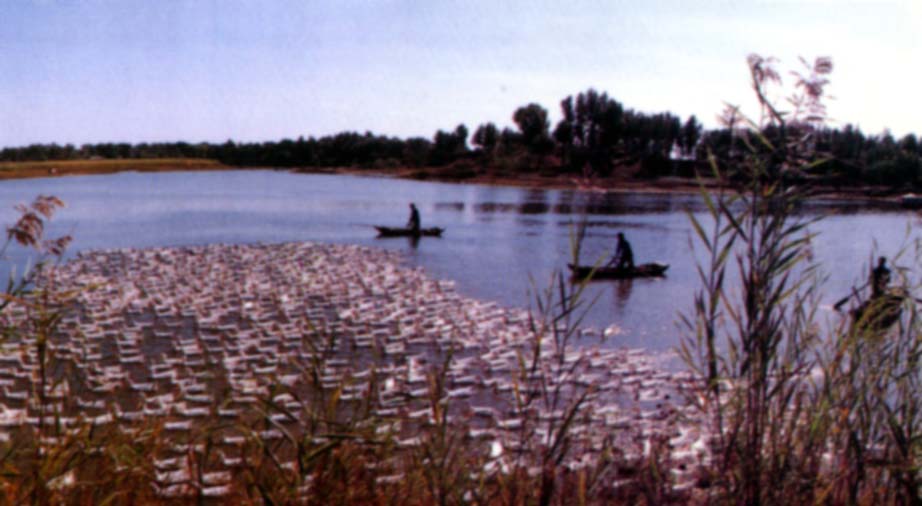 photo of Baiyangdian Lake9