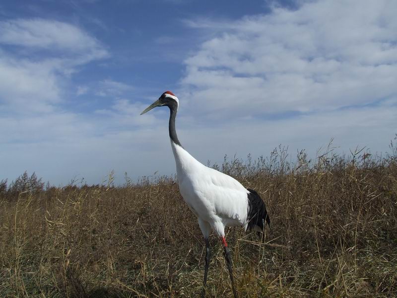 photo of Zhalong Natural Preserve3