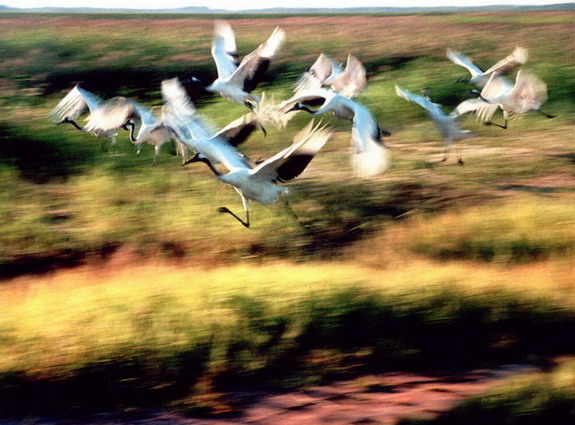 photo of Zhalong Natural Preserve5