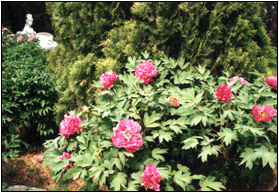 photo of TREE-PEONY GARDEN