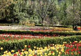 photo of Perennial Garden