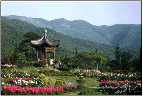 photo of Herbaceous Peony Garden1