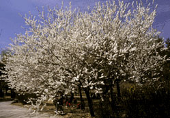 photo of Ornamental Peach Garden