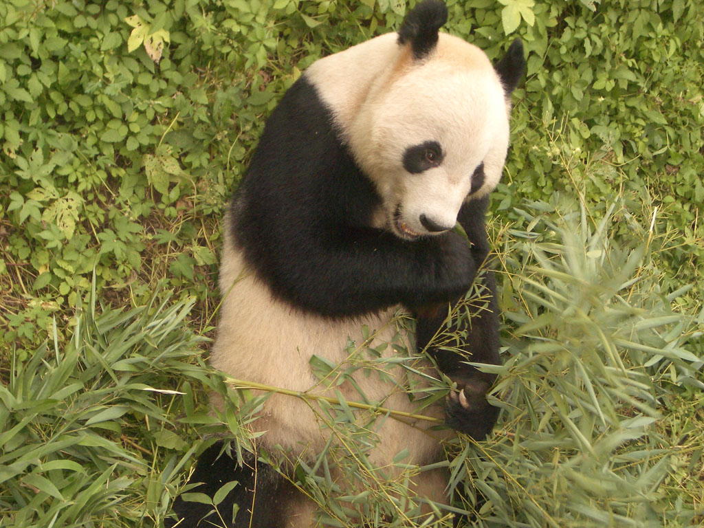 photo of Beijing Zoo7