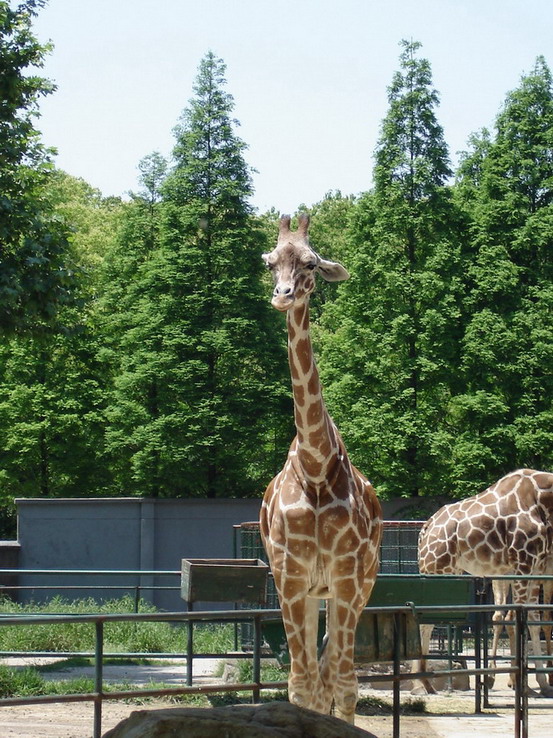 photo of Shanghai Wild Animal Park3