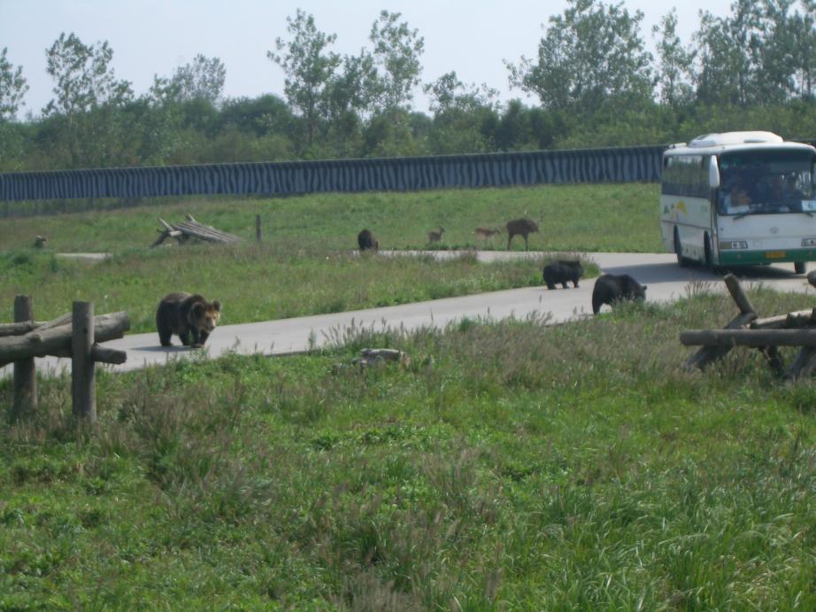 photo of Shanghai Wild Animal Park8