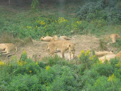 photo of Shanghai Wild Animal Park14