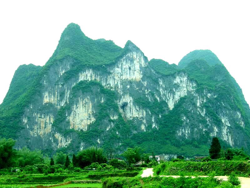 photo of horses Galloping on Fresco Hill3