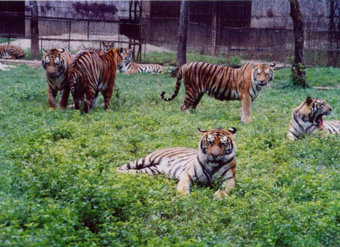 photo of Xiongsen Bear & Tiger Villa2