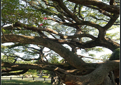 photo of Big Banyan Park1