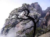 photo of Mountain Huangshan8