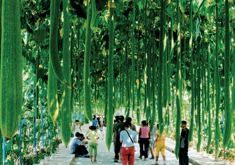 Beidaihe Jifa Agriculture Sightseeing Garden1