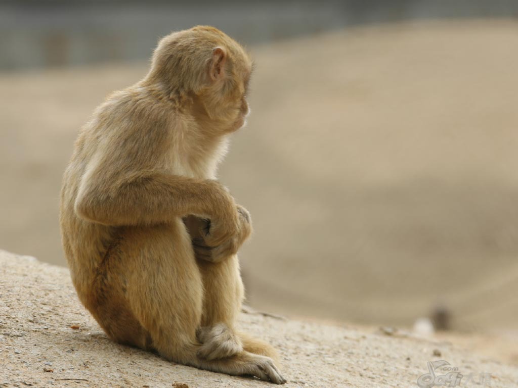 Qinhuangdao Wild Animal Zoo2